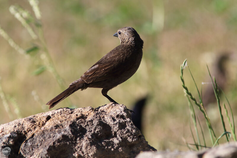 Shiny Cowbird female subadult, identification