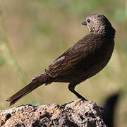 Shiny Cowbird