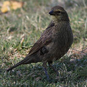 Shiny Cowbird