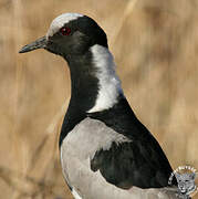 Blacksmith Lapwing