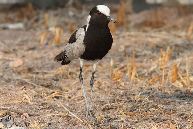 Blacksmith Lapwingadult, identification