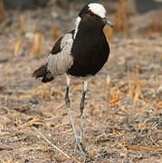 Blacksmith Lapwing