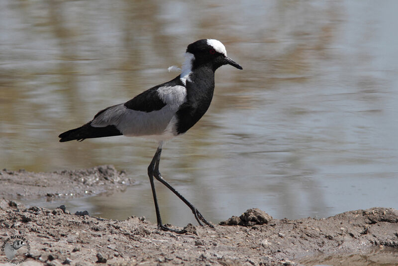 Blacksmith Lapwing