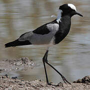 Blacksmith Lapwing