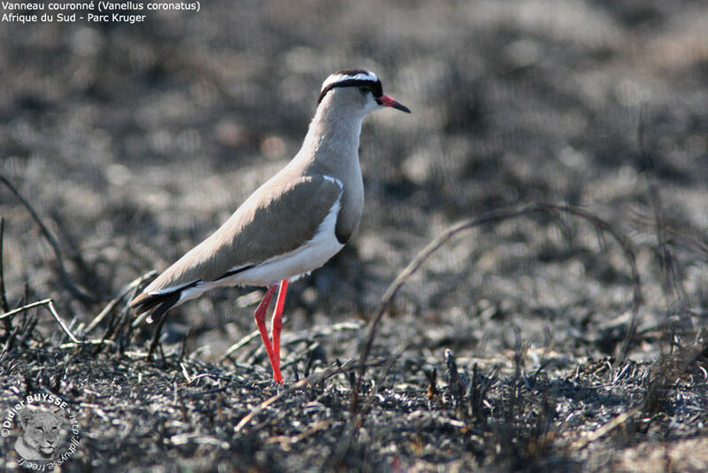 Crowned Lapwingadult