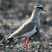 Crowned Lapwing