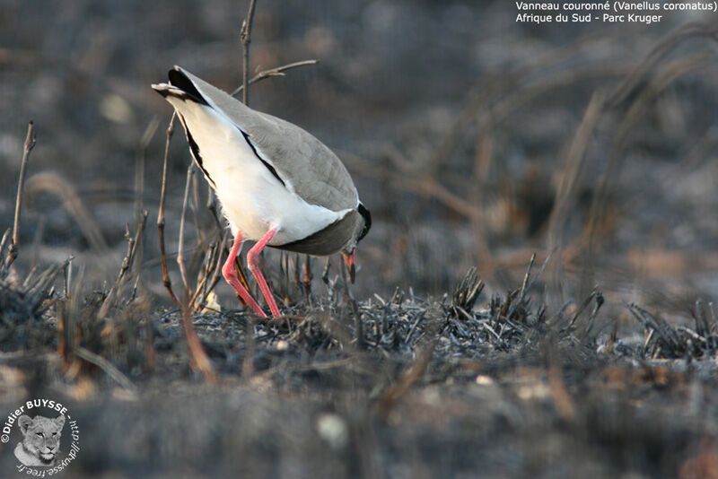 Crowned Lapwingadult