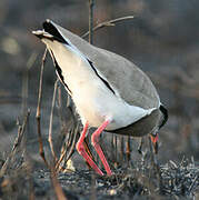 Crowned Lapwing