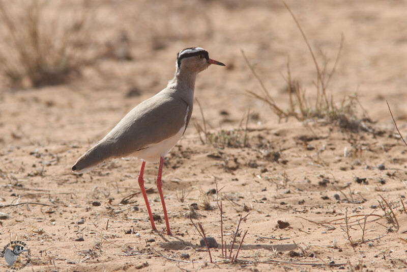 Vanneau couronnéadulte, identification