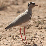 Crowned Lapwing