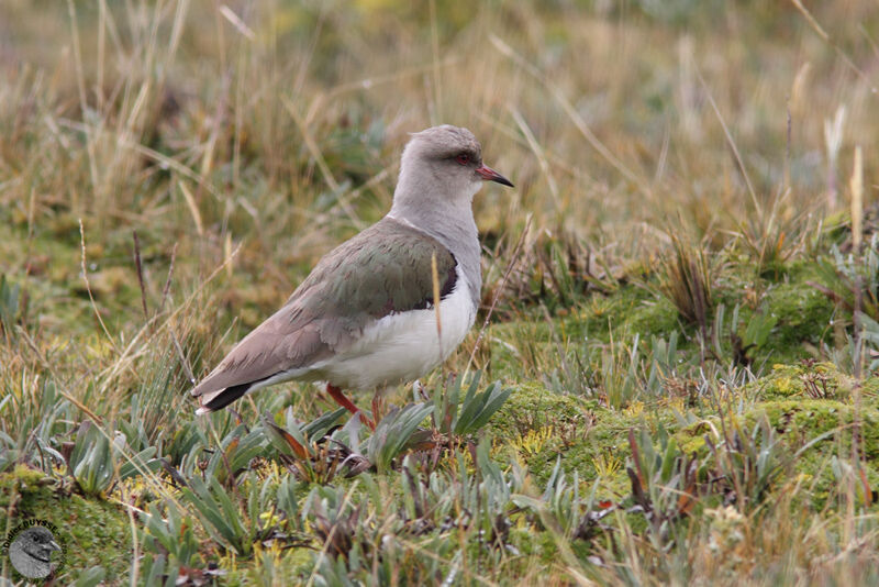 Vanneau des Andesadulte, identification