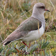 Andean Lapwing