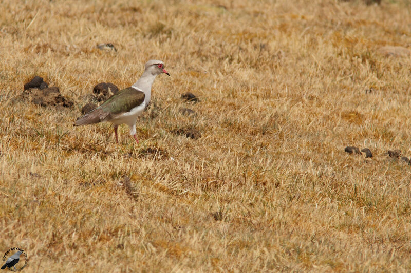 Vanneau des Andesadulte, identification