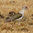 Vanneau des Andes