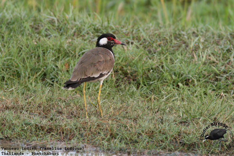 Red-wattled Lapwingadult breeding