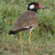 Red-wattled Lapwing