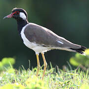 Red-wattled Lapwing