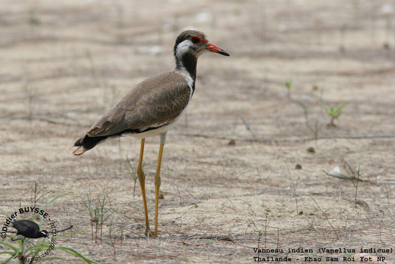 Red-wattled LapwingFirst year