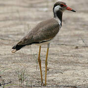 Red-wattled Lapwing