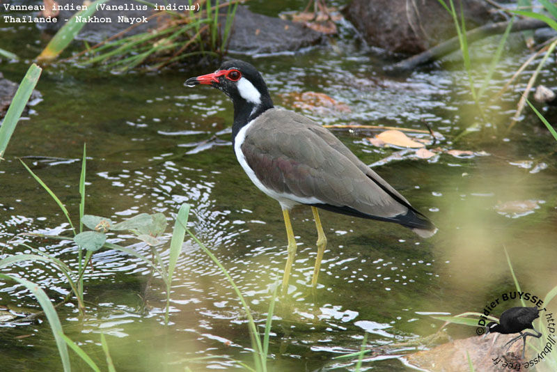 Red-wattled Lapwingadult breeding