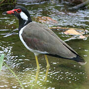 Red-wattled Lapwing