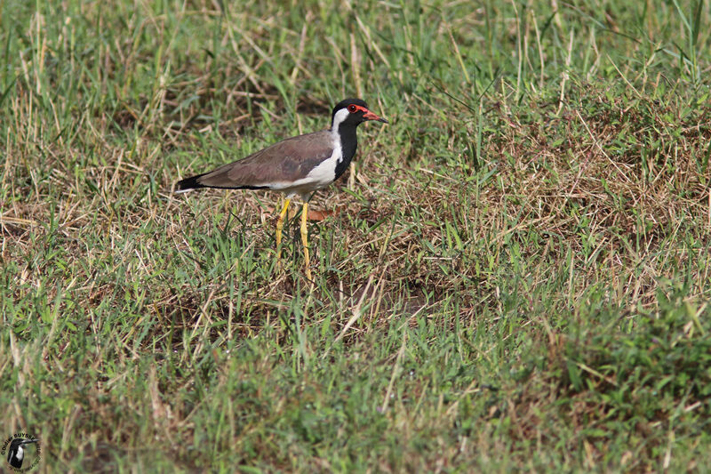 Red-wattled Lapwingadult, identification