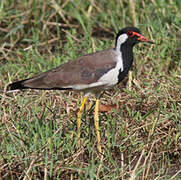 Red-wattled Lapwing