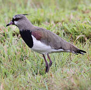 Southern Lapwing