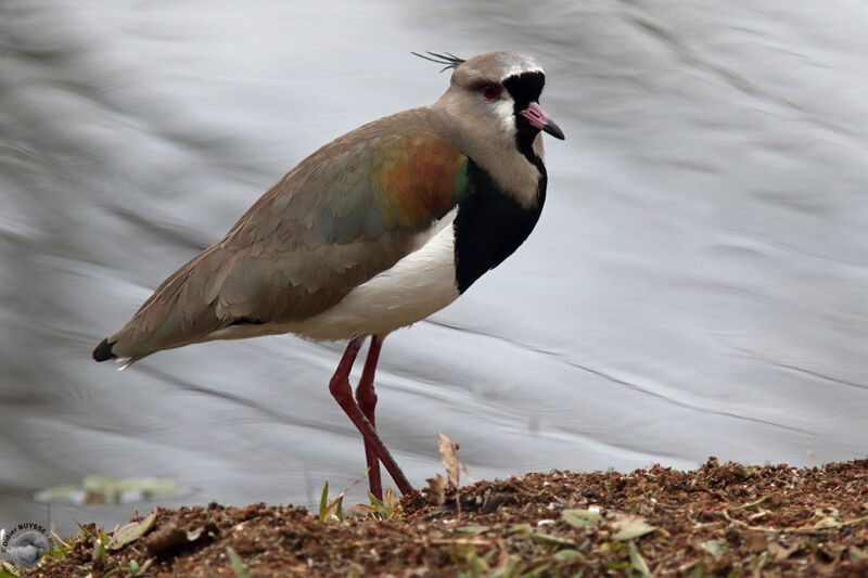 Southern Lapwingadult, identification