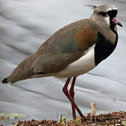 Southern Lapwing