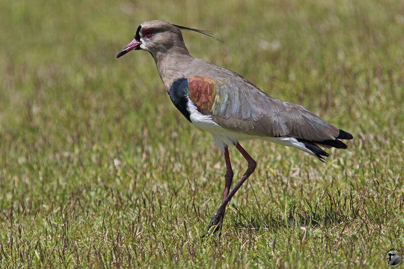 Southern Lapwingadult, identification, walking