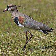 Southern Lapwing