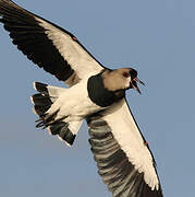 Southern Lapwing