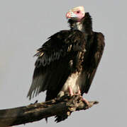 White-headed Vulture