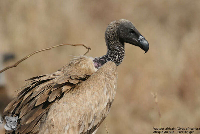 Vautour africain