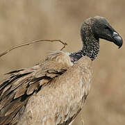 White-backed Vulture