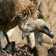 White-backed Vulture