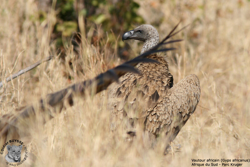 White-backed Vulture