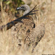 White-backed Vulture