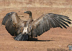 White-backed Vulture