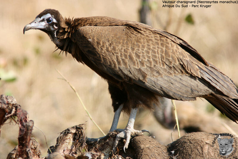 Vautour charognardimmature