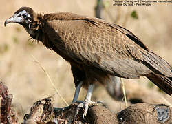 Vautour charognard