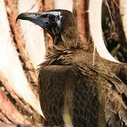 Hooded Vulture