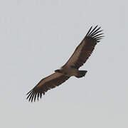 Cape Vulture