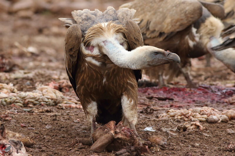 Griffon Vultureadult, identification, eats