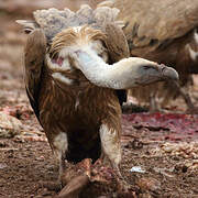 Griffon Vulture