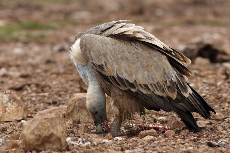 Griffon Vultureadult, identification, eats