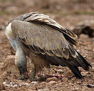 Griffon Vulture