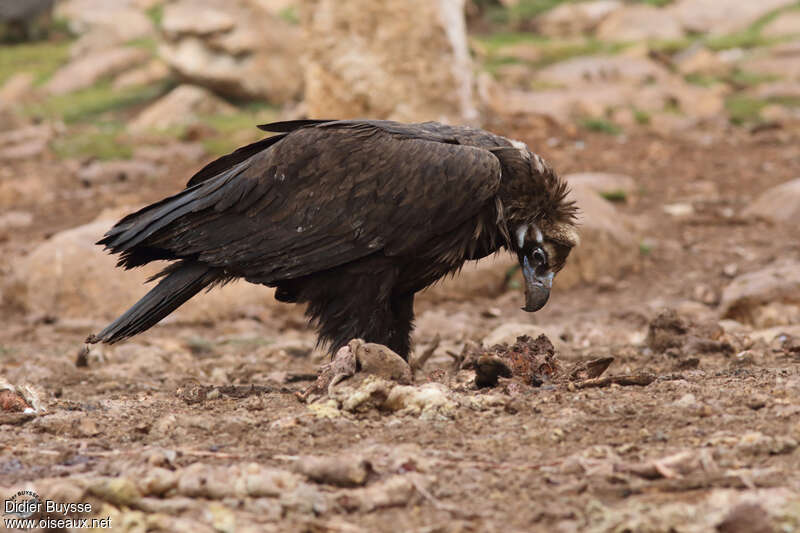 Vautour moineimmature, régime, mange