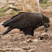 Cinereous Vulture